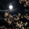 目黒川の桜並木　夜桜×満月