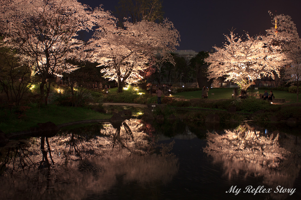 夜桜＠六本木毛利庭園