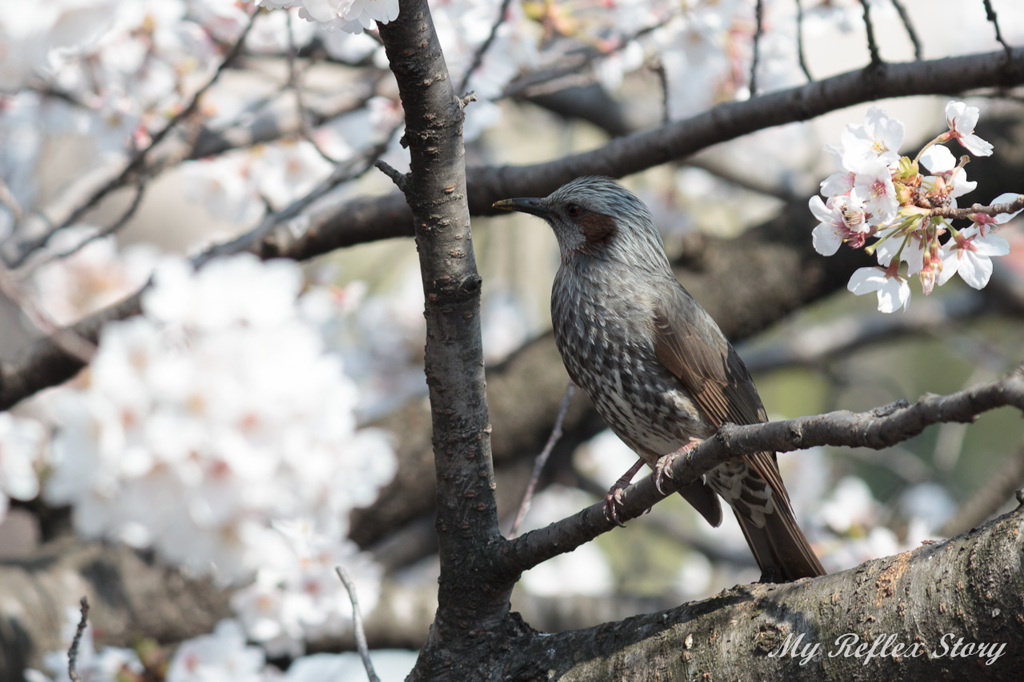 鳥×桜