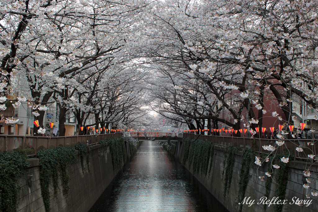 目黒川の桜並木　I