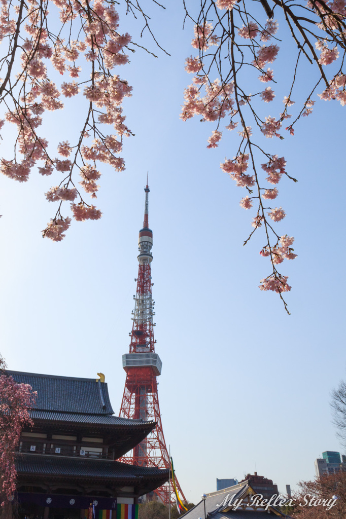桜×東京タワー＠芝公園
