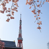 桜×東京タワー＠芝公園