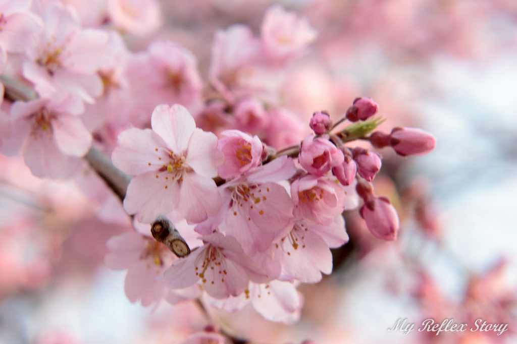 芝公園の桜