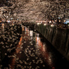 目黒川の桜並木　夜桜