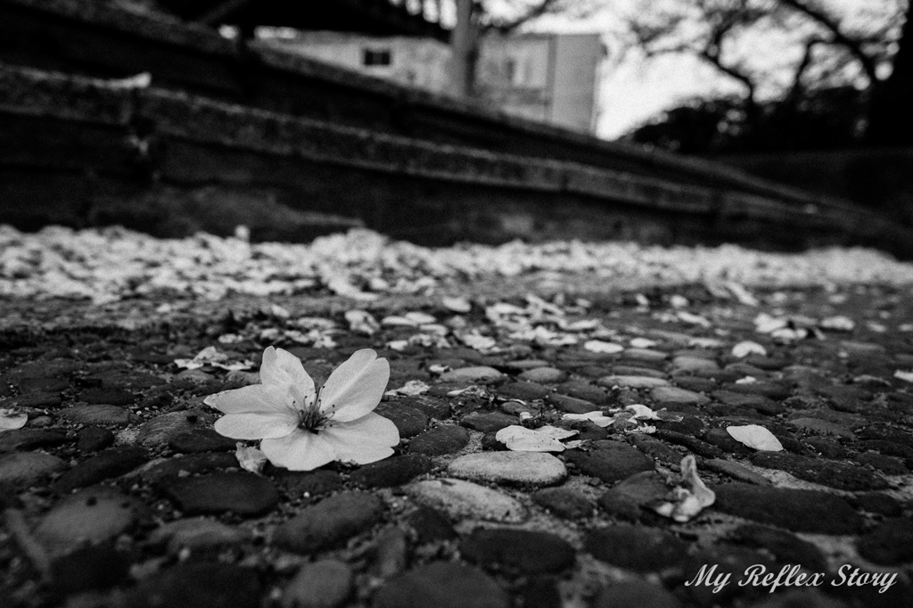 散る桜