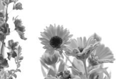 花3