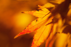A maple