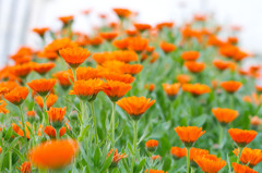 花々