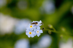 bee