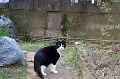 猫２