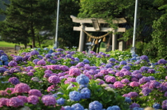 ajisai3