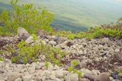 山の植物1