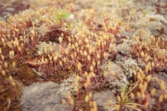 野草2