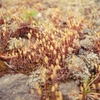 野草2