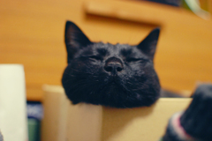 鼻
