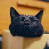 鼻