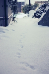 本日一番目の訪問者