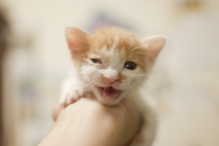 仔猫２
