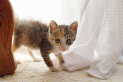 仔猫1