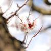 小さい枝