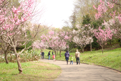 平岡公園　梅林