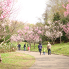 平岡公園　梅林