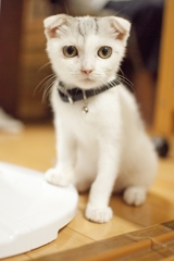 きょとん