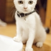 きょとん