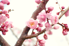 梅の花