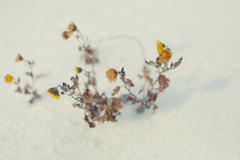 雪から覗く