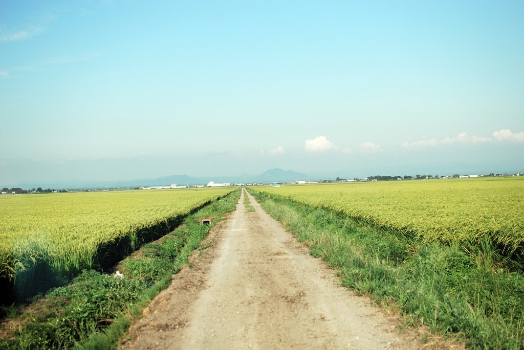 田んぼ道 By にゃんたま Id 写真共有サイト Photohito