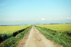 田んぼ道