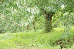 果樹園
