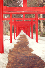 雪解けと鳥居