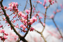 青空と梅の花