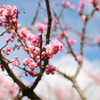 青空と梅の花