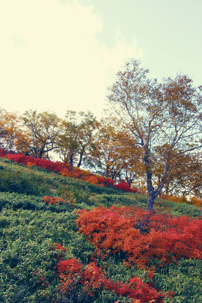 黒岳紅葉