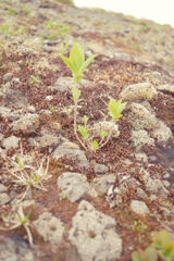 野草1
