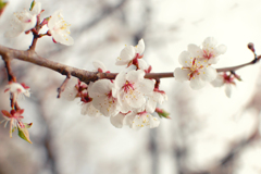白い梅の花