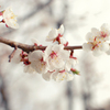 白い梅の花