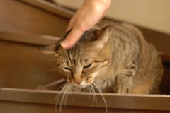 ちょ・・・はげし・・・