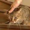 ちょ・・・はげし・・・