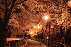 桜のトンネル