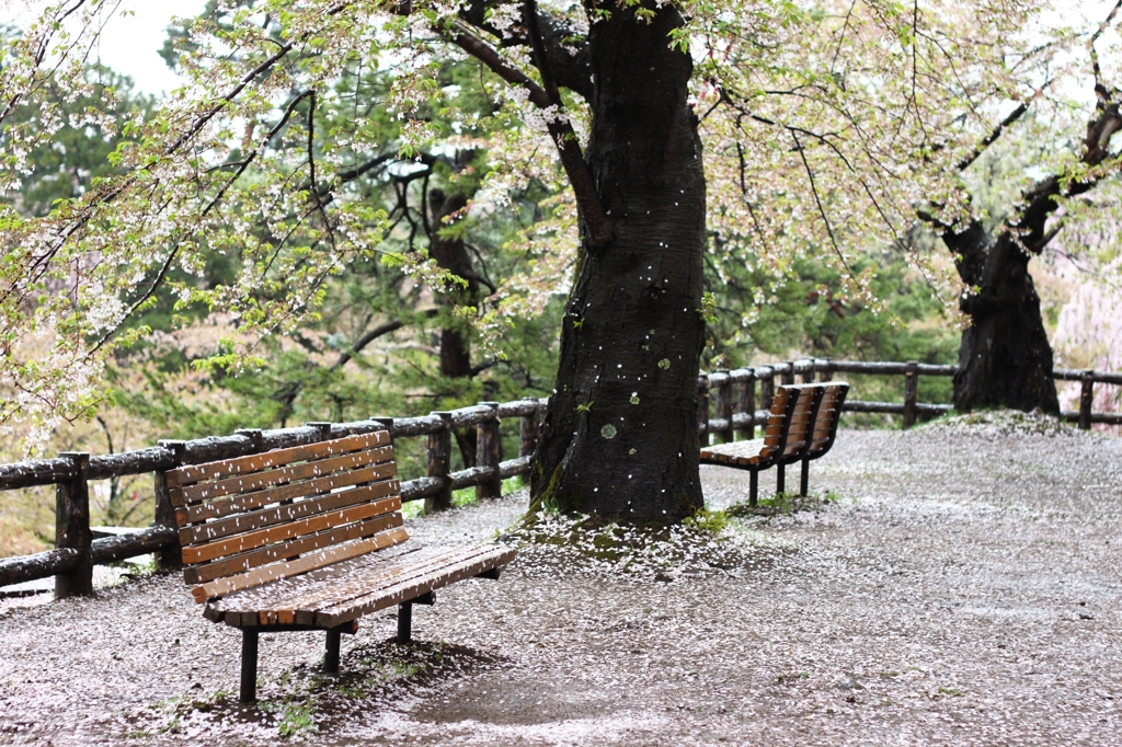 雨上がり、葉桜の下ベンチにて