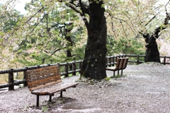 雨上がり、葉桜の下ベンチにて