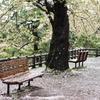 雨上がり、葉桜の下ベンチにて