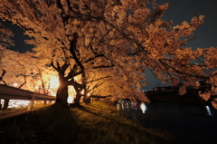 五条川沿いの夜桜