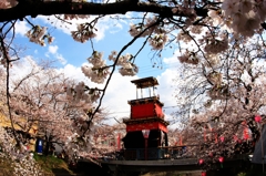 踊るように桜咲く