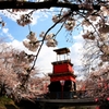 踊るように桜咲く