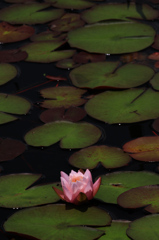 IMG_3207花蓮